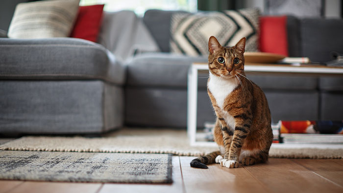 Kissa oksensi: siivousvinkit